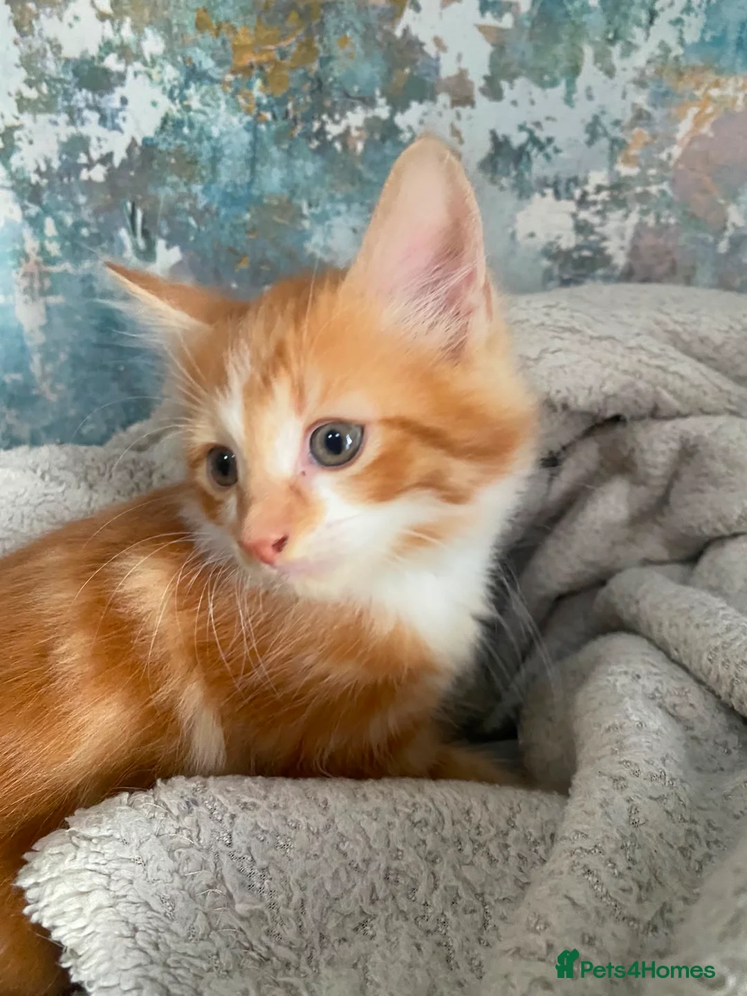 Mixed Breed cats for sale: Just one beautiful little girl left  - Advert 2