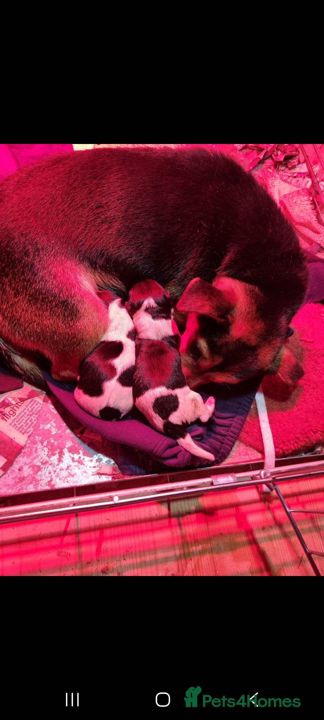 Jack Russell dogs for sale: Jack Russell Pups - Advert 1