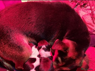 Jack Russell dogs Jack Russell Pups - Advert 12