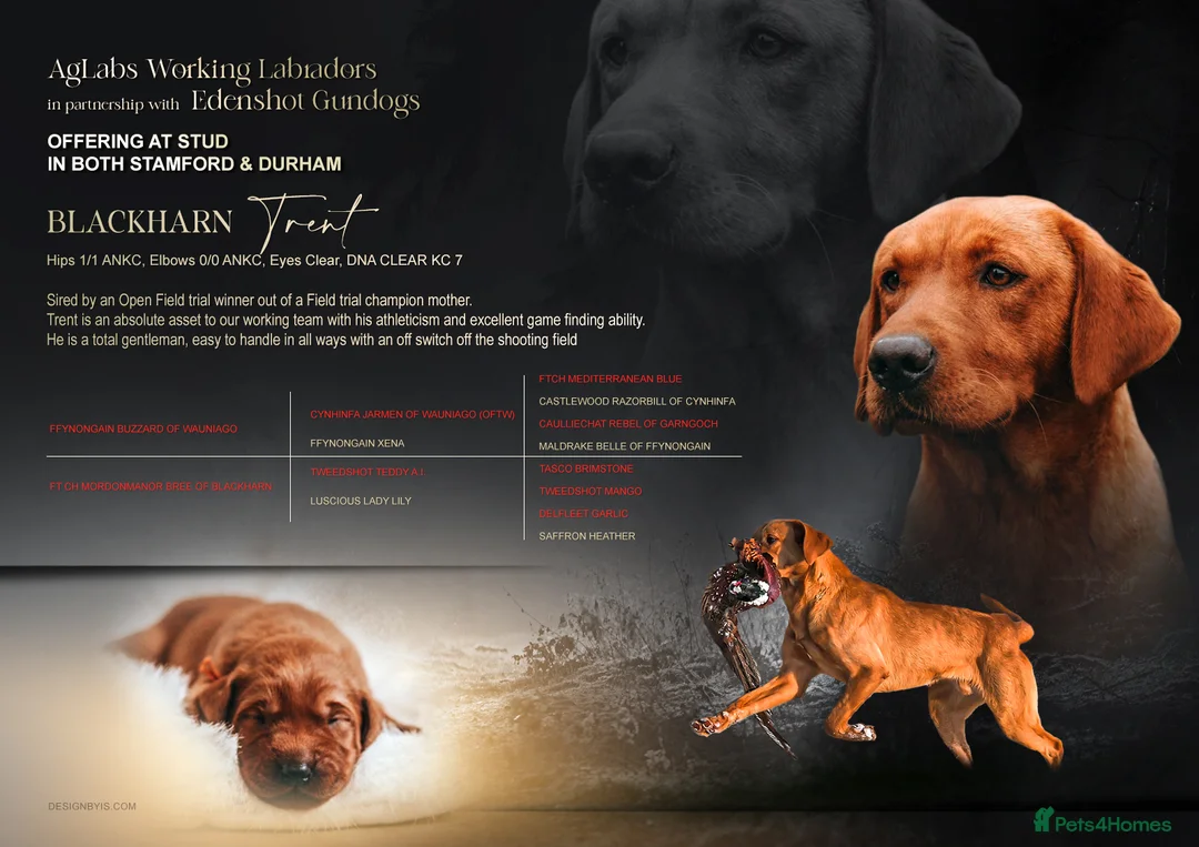 Labrador Retriever dogs for stud: HEALTH TESTED FOX RED LABRADOR (OFTW X FTCH)  in Grantham - Advert 10