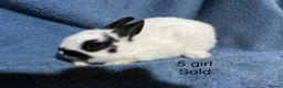 Netherland Dwarf rabbits for sale: Baby dwarf netherland rabbits  - Advert 11
