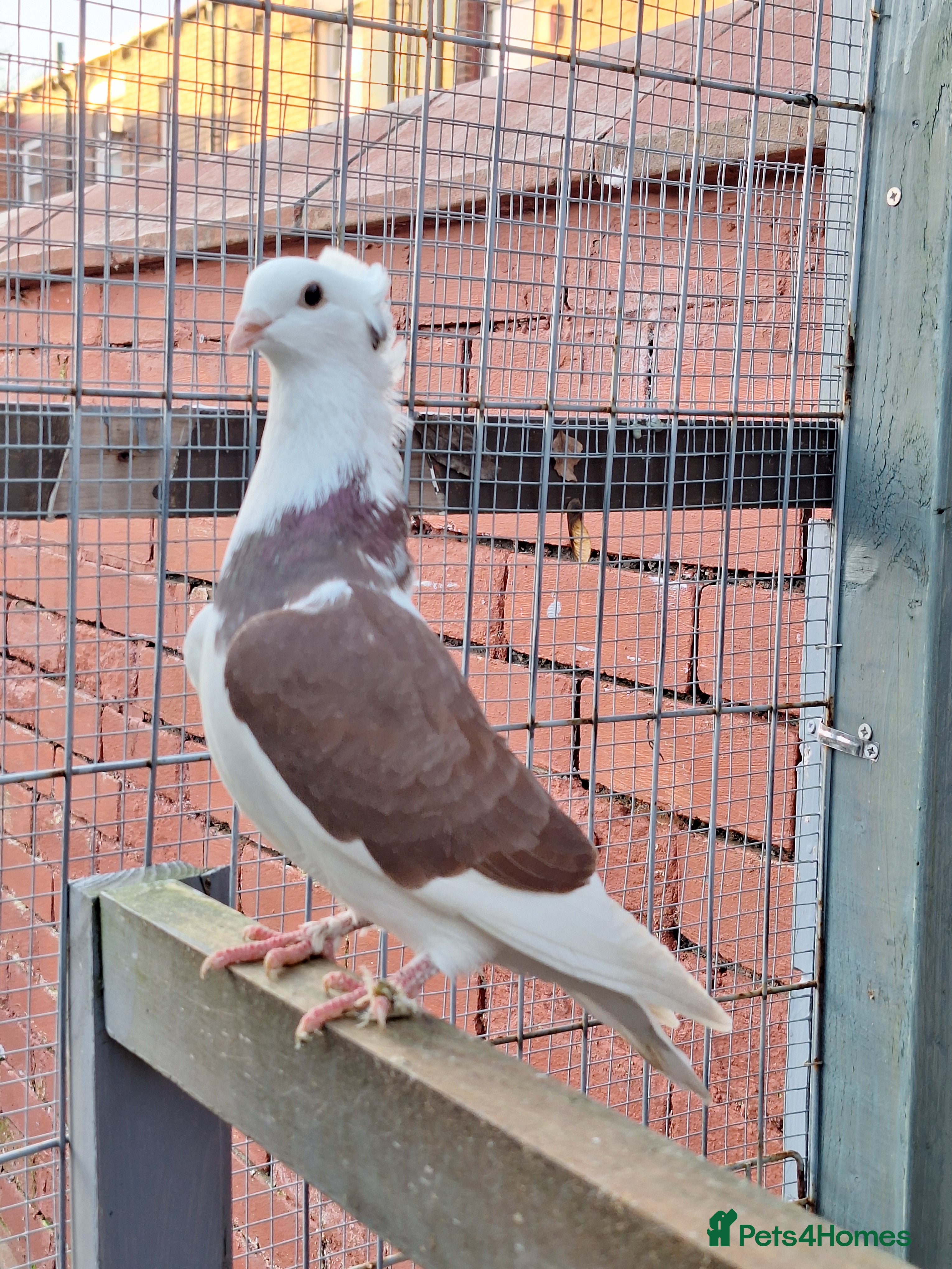 Conures birds Pigeons for sale - Advert 15