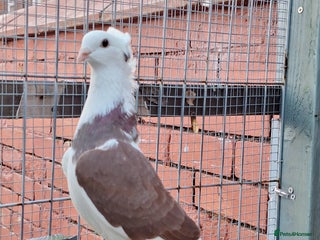 Conures birds Pigeons for sale - Advert 15