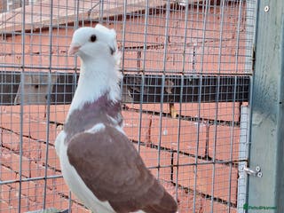 Conures birds Pigeons for sale - Advert 5