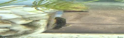 Plecos fish for sale: Bristlenose pleco fry  - Advert 3
