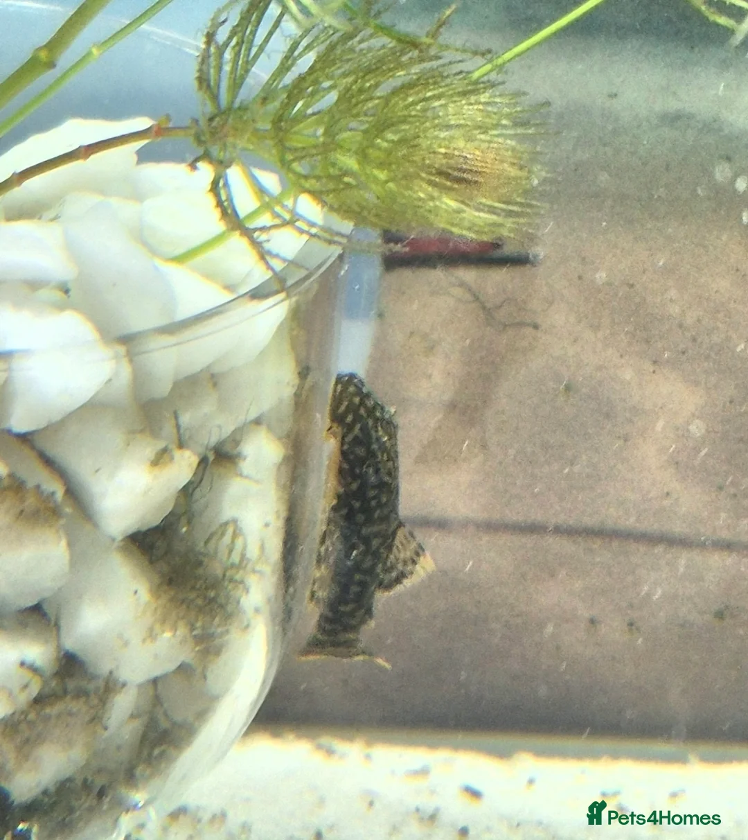 Plecos fish for sale: Bristlenose pleco fry  - Advert 3