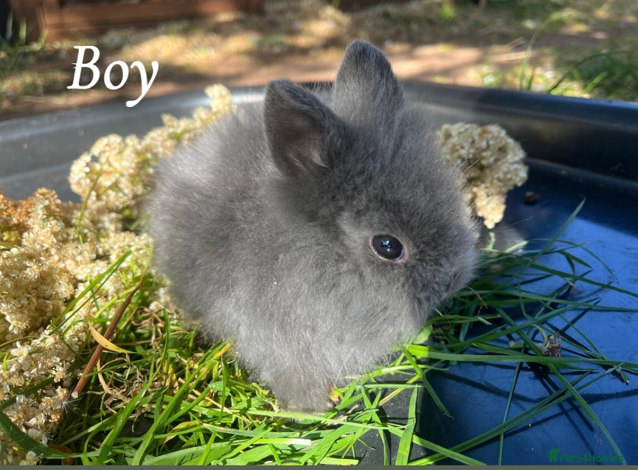 Mini Lion Lop rabbits Lion lops for sale! - Advert 1