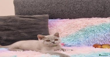 British Shorthair cats - Advert 8
