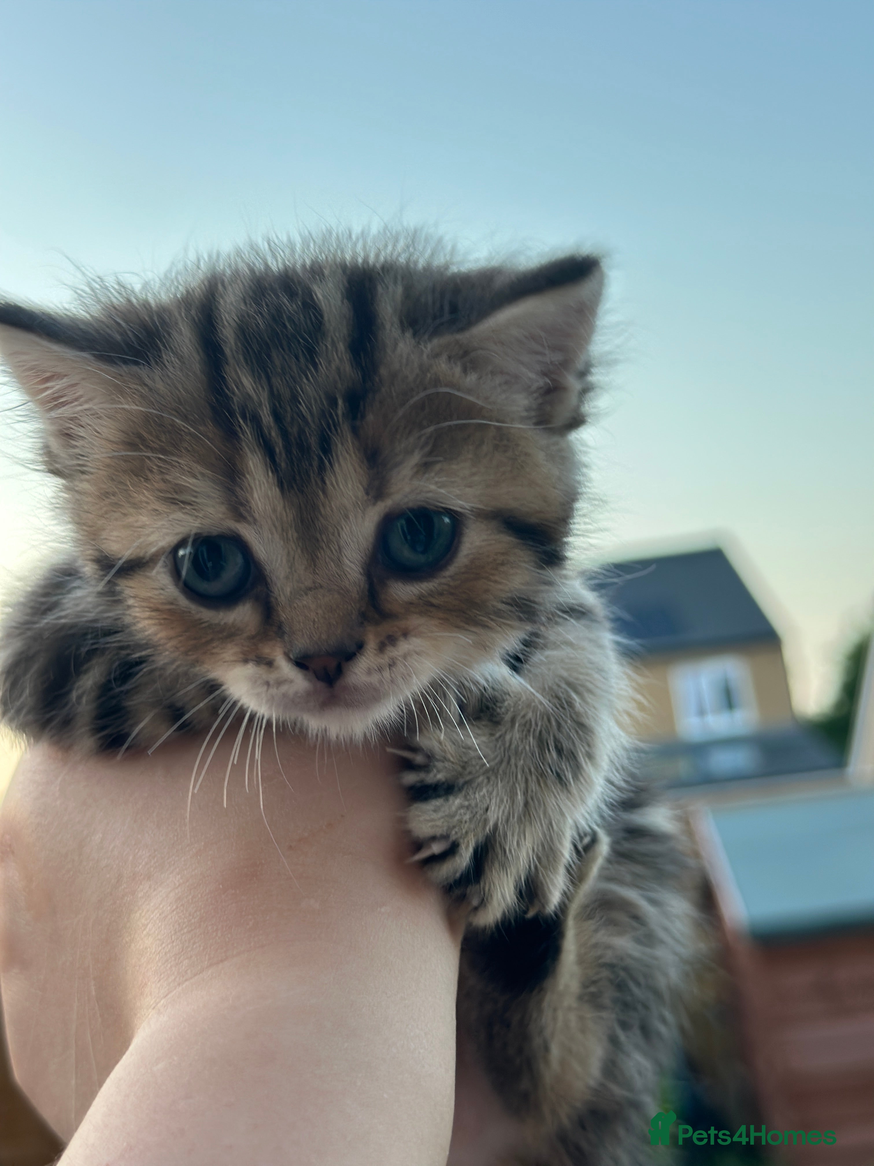 British Shorthair cats British Shorthair Kittens  - Advert 2