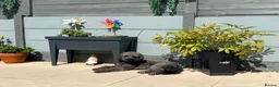 Mixed Breed dogs for sale: Tibetan Doodle’s Looking for their Forever Homes - Advert 9