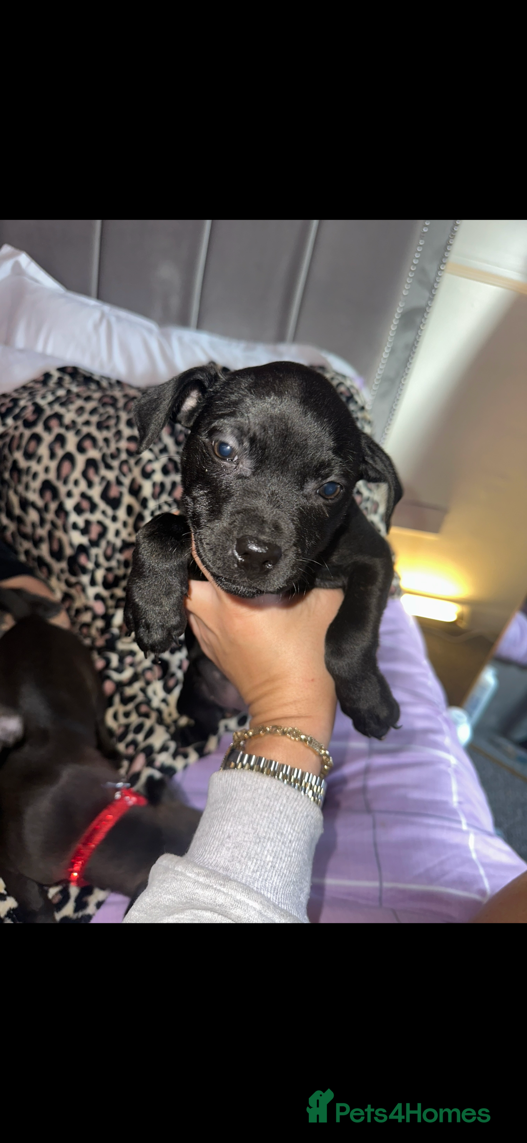 Staffordshire Bull Terrier dogs for sale: Stunning staff puppies  - Advert 5