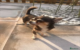 Chihuahua dogs for stud: T-Cup Chihuahua for Stud  - Image 4