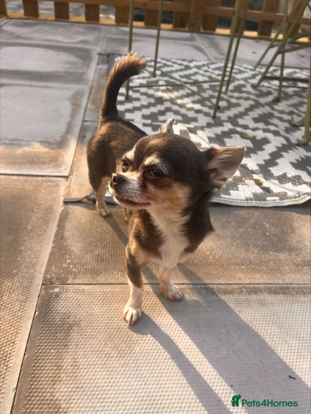 Chihuahua dogs for stud: T-Cup Chihuahua for Stud  - Image 4