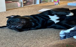 Mixed Breed dogs for sale: Rehoming our Kane boy - Image 4