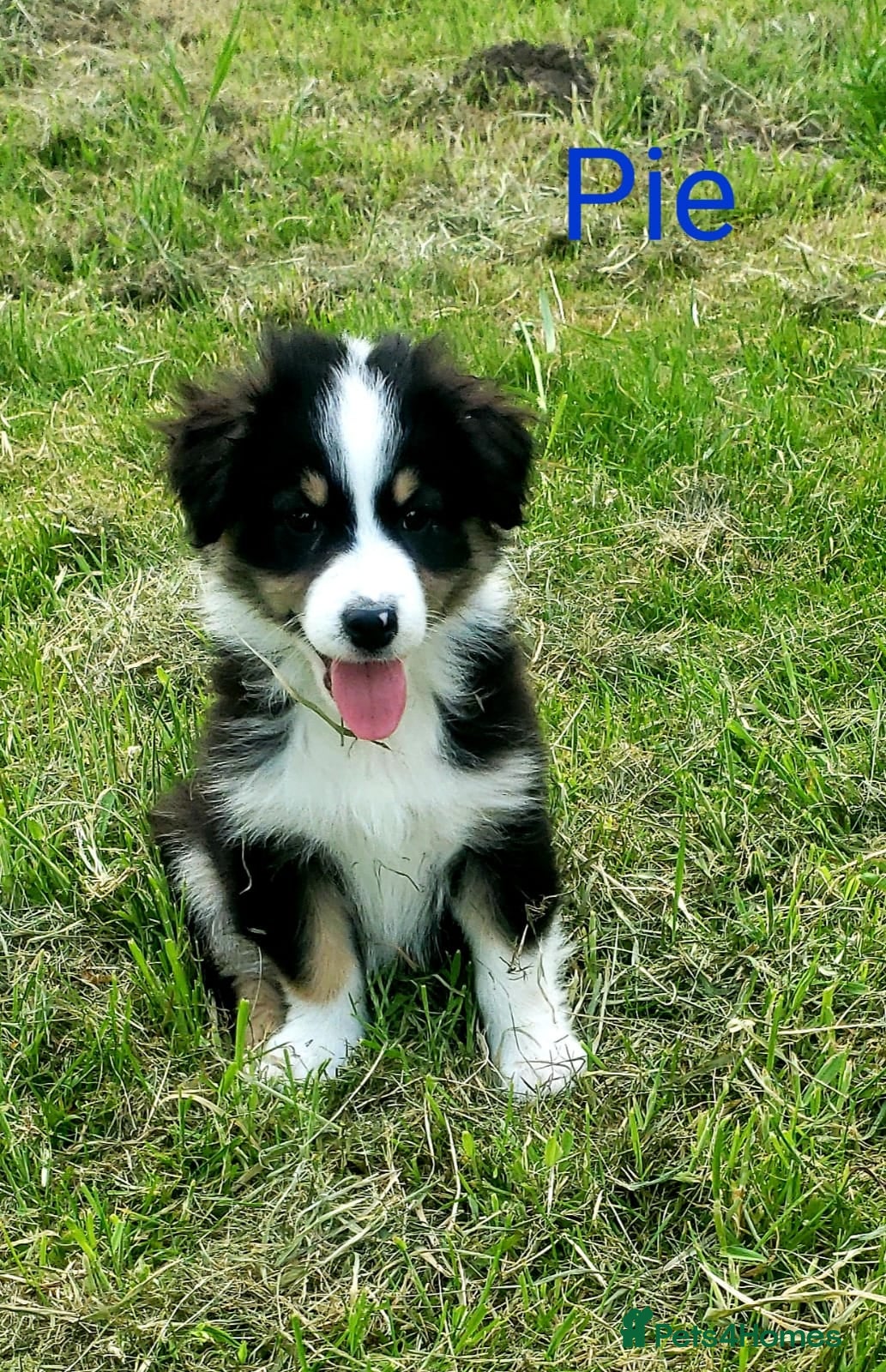 Australian Shepherd dogs for sale: Australian Shepherd Pups Available Now - Advert 4