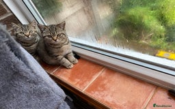 British Shorthair cats for sale: BSH Pedigree Chunky Kittens Chocolate/Gold striped - Image 3