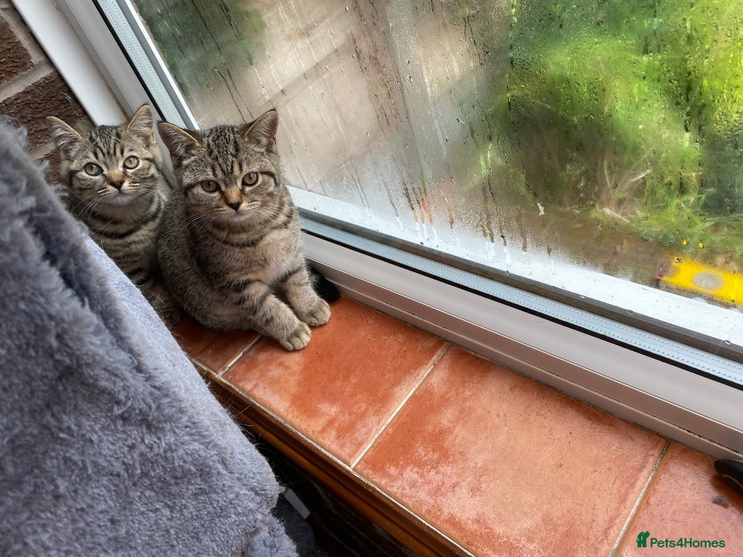 British Shorthair cats for sale: BSH Pedigree Chunky Kittens Chocolate/Gold striped - Image 3