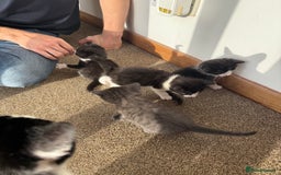 Mixed Breed cats for sale: Kittens for sale  - Image 5