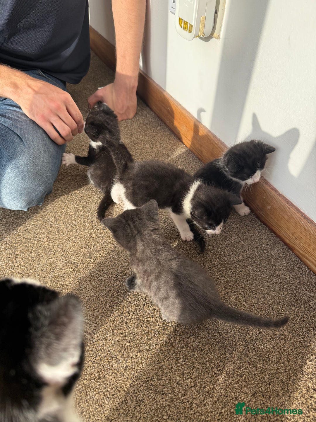 Mixed Breed cats for sale: Kittens for sale  - Image 5