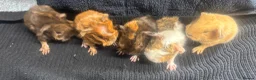 Guinea Pig rodents for sale: Lots of girls looking  - Advert 17