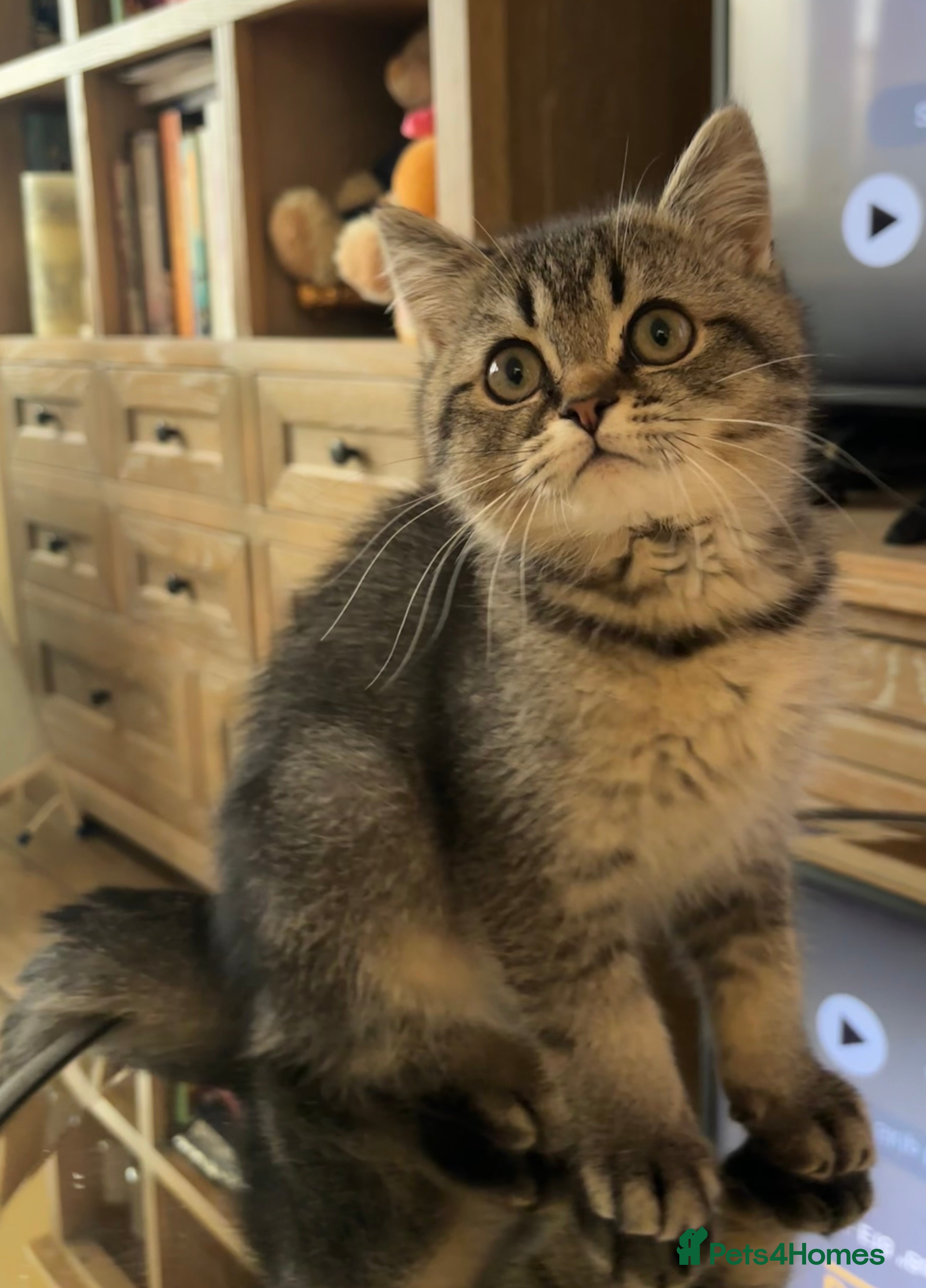 Scottish Fold cats 🌟🌟🌟🌟🌟Pedigree Scottish Fold Kittens - Advert 12