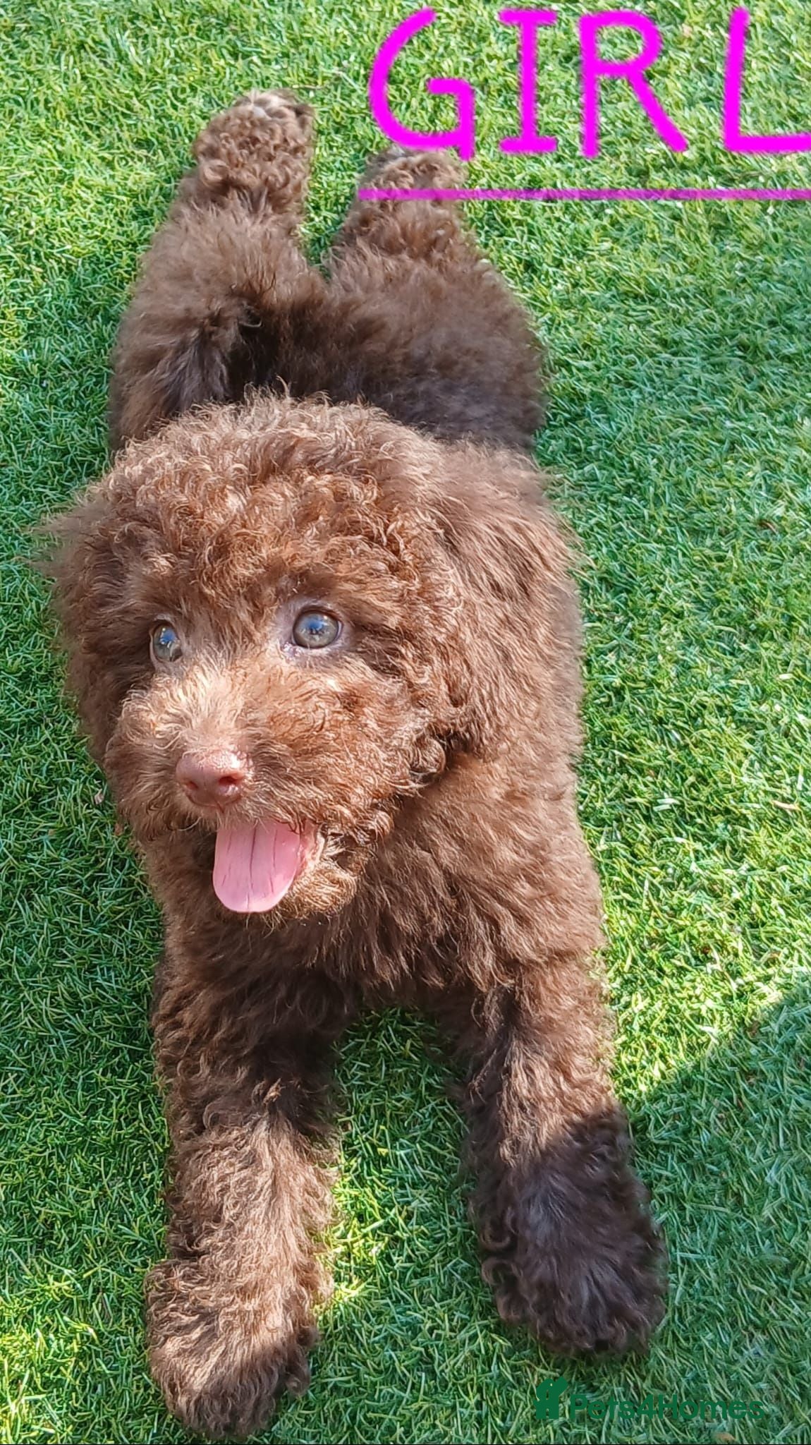 Toy Poodle dogs READY NOW Kc chocolate toy poodles  - Advert 3