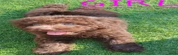 Toy Poodle dogs for sale: READY NOW Kc chocolate toy poodles  - Advert 1