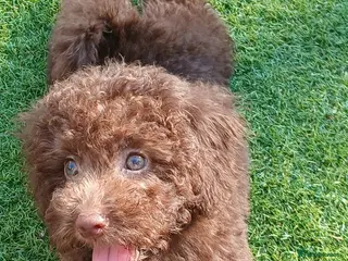 Toy Poodle dogs READY NOW Kc chocolate toy poodles - Advert 3