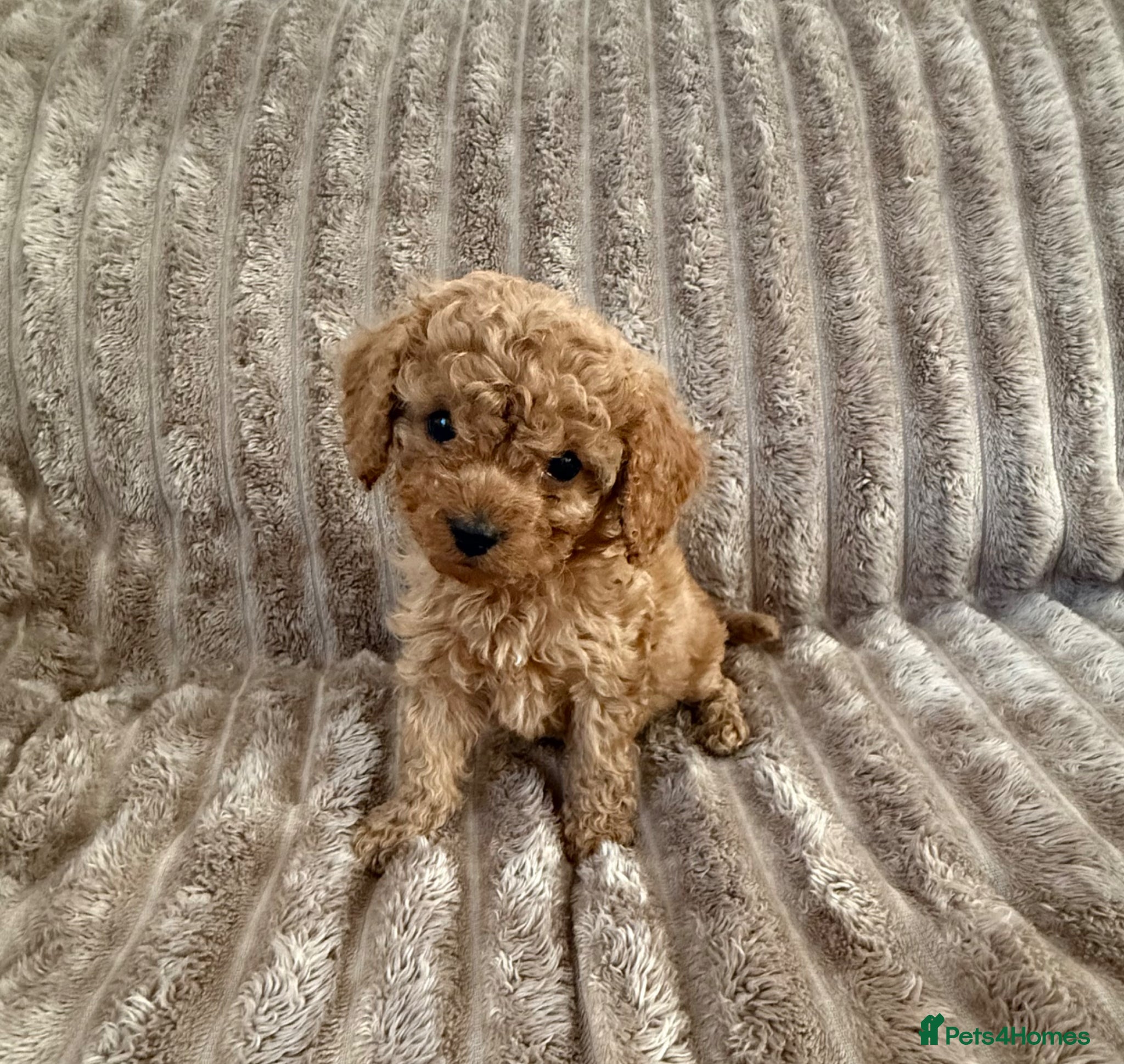 Cavapoo dogs 💖💙🐶🐾Last beautiful F1 girl left!🐾🐶💙💖 - Advert 1