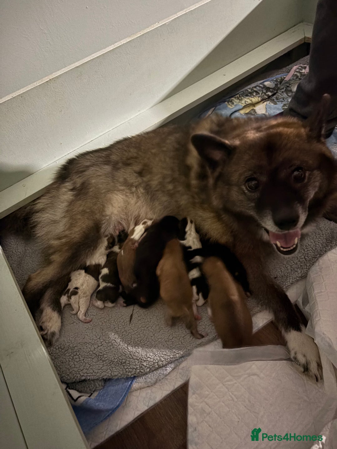 Mixed Breed dogs for sale: Pomskiba Inu Puppies. Shiba Inu x Pomsky - Advert 14