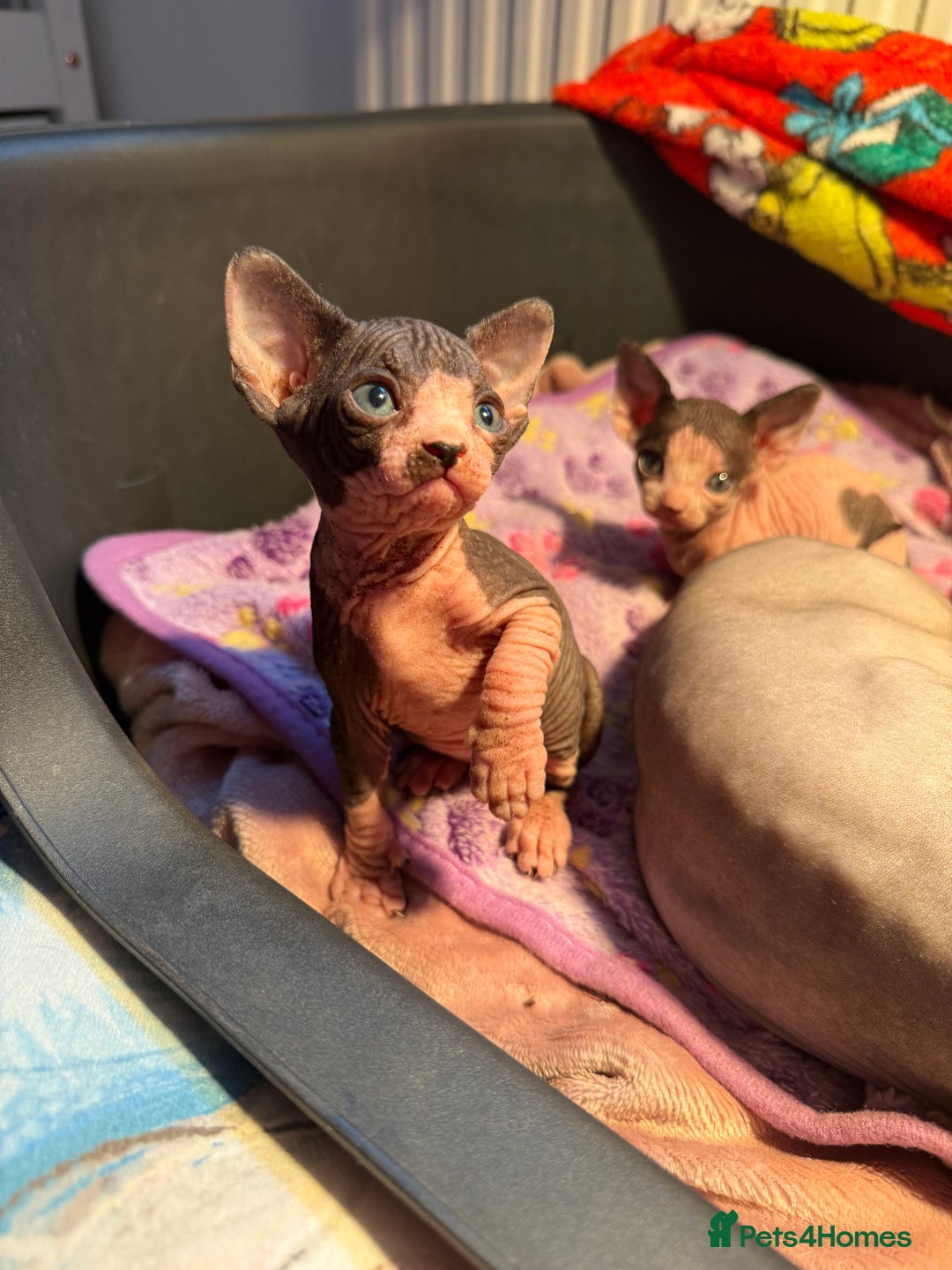 Sphynx cats for sale: Beautiful litter of sphynx - Advert 3