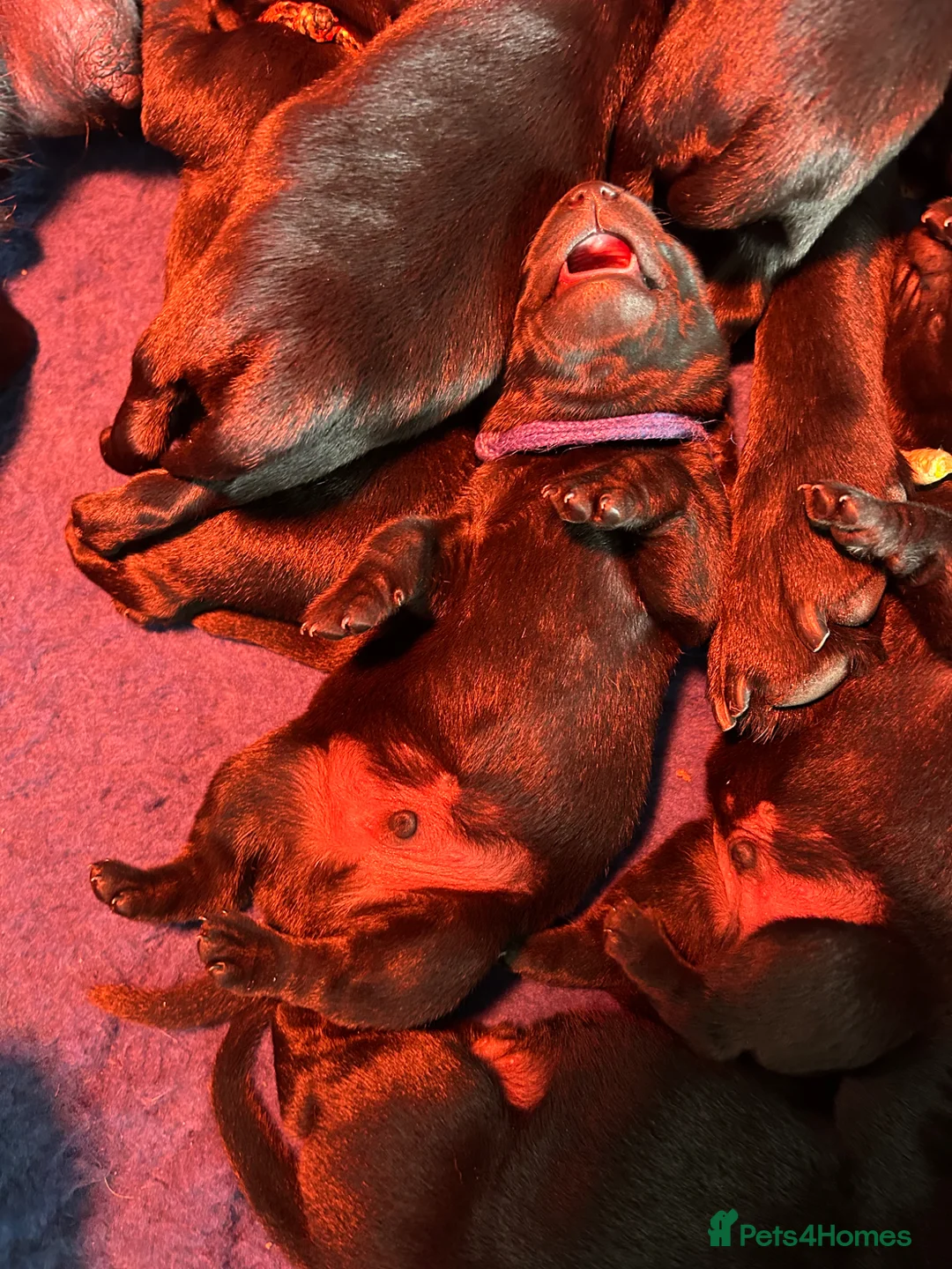 Labrador Retriever dogs for sale: 3 black dog puppies available - Advert 9