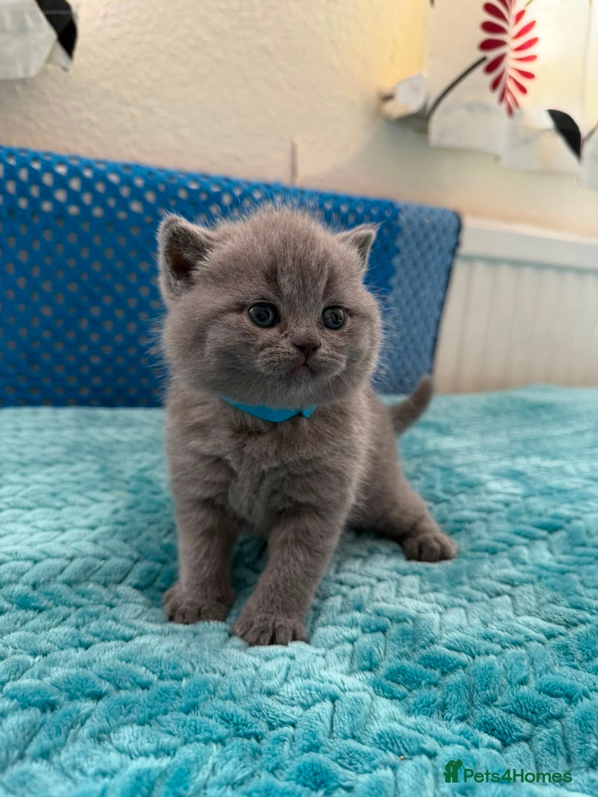 British Shorthair cats 🐱 Blue British Shorthair kittens 🐱  - Advert 8