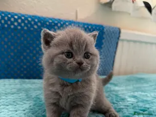 British Shorthair cats 🐱 Blue British Shorthair kittens 🐱 - Advert 8