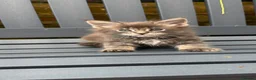 Maine Coon cats for sale: GCCF Fully Registered Maine Coon Kittens  - Advert 14