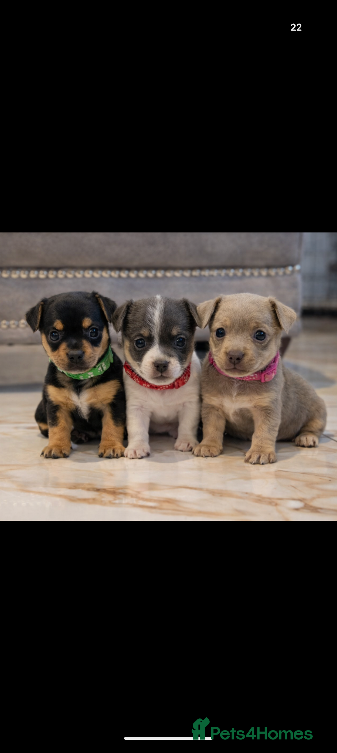 Jack Russell dogs Quality Miniature Jack Russells  - Advert 10