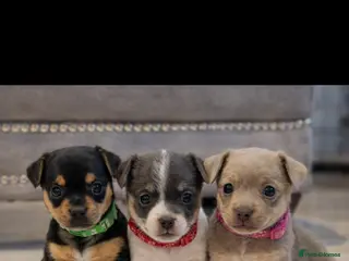 Jack Russell dogs Quality Miniature Jack Russells - Advert 10