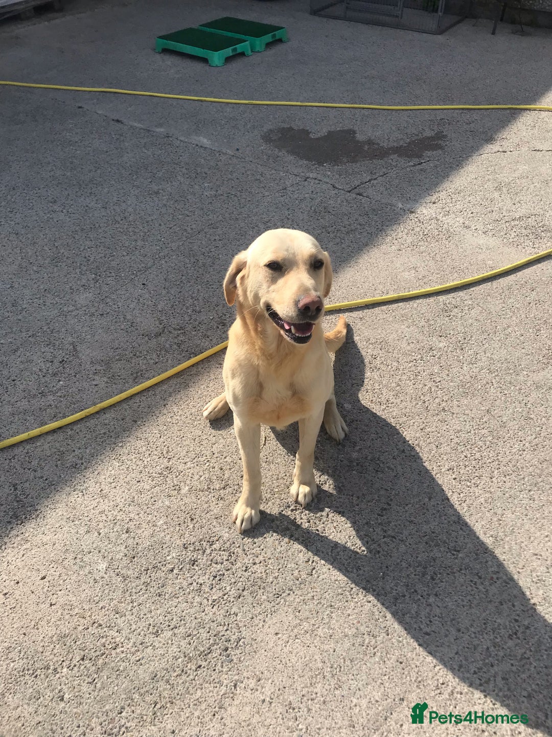 Labrador Retriever dogs for sale: Labrador Puppies - 1 Male & 3 Females Available - Advert 4