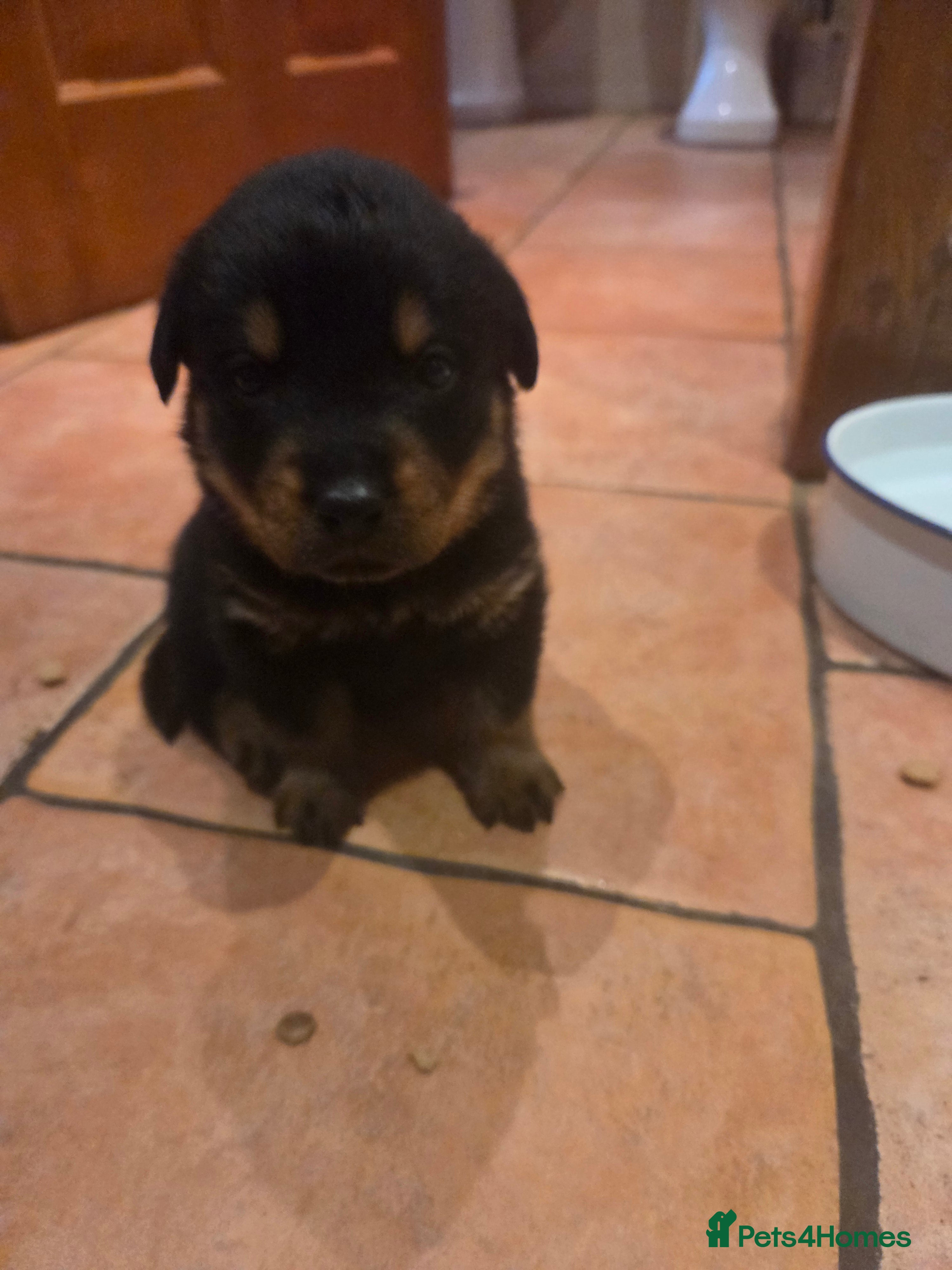 Rottweiler dogs Rottweiler puppies for sale - Advert 1