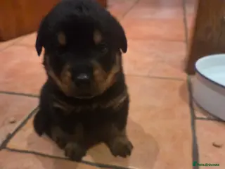 Rottweiler dogs Rottweiler puppies for sale - Advert 1