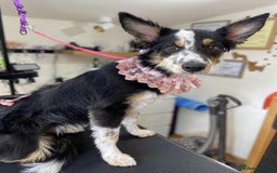 Border Collie dogs for sale: 6 months - beautiful border collie. - Image 3