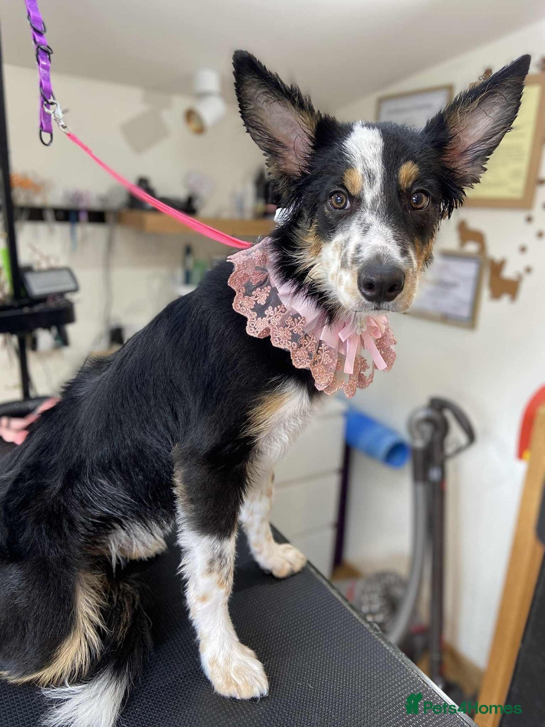 Border Collie dogs for sale: 6 months - beautiful border collie. - Image 3