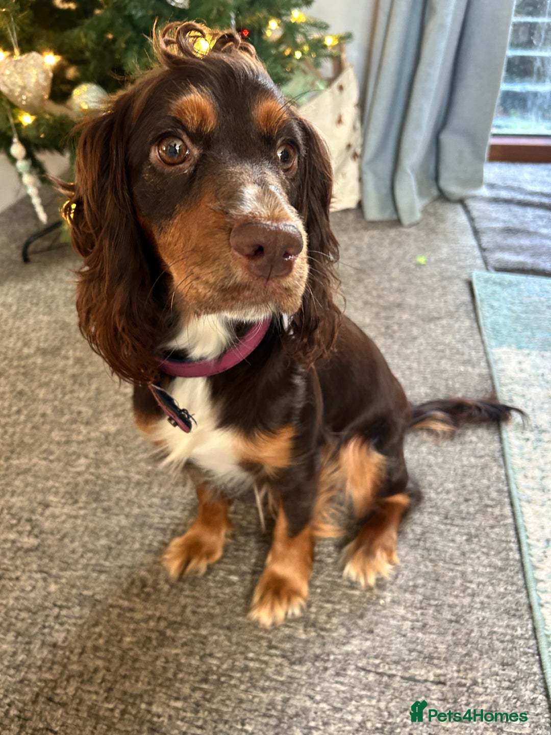 Cocker Spaniel dogs for sale: Beautiful cocker spaniel pups  - Advert 2