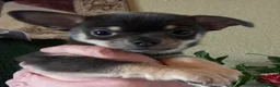 Chihuahua dogs for sale: Chihuahua puppies from licensed breeder - Advert 5