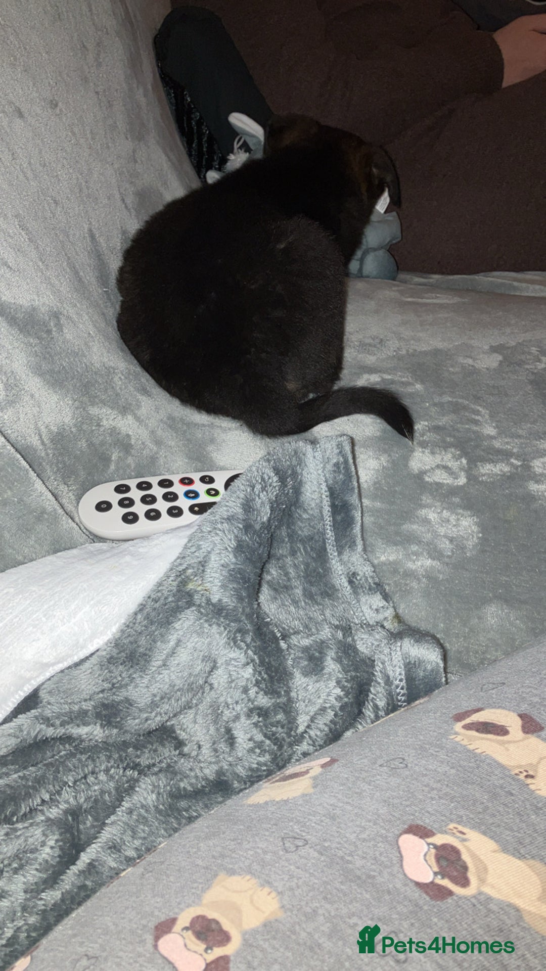 German Shepherd dogs for sale: German shepherd cross Belgian malinois  - Advert 4