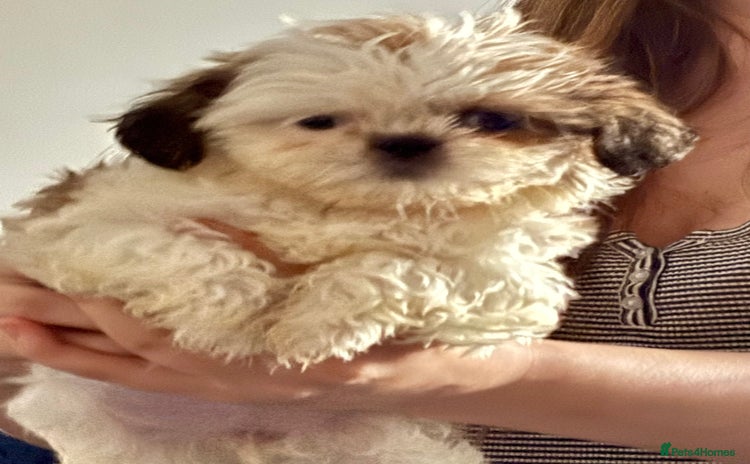 Shih Tzu dogs - Advert 1