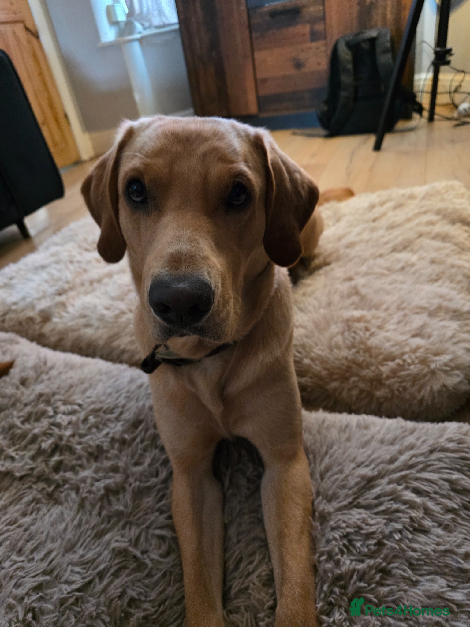 Labrador Retriever dogs 3 year old male labrador to rehome - Advert 5