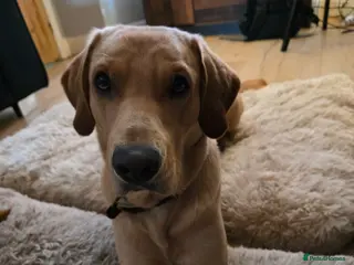 Labrador Retriever dogs 3 year old male labrador to rehome - Advert 3