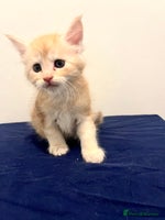 Maine Coon cats Beautiful Maine Coon Kittens - Advert 1