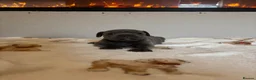 Staffordshire Bull Terrier dogs for sale: BEAUTIFUL BLUE STAFFY PUPPIES  - Advert 12